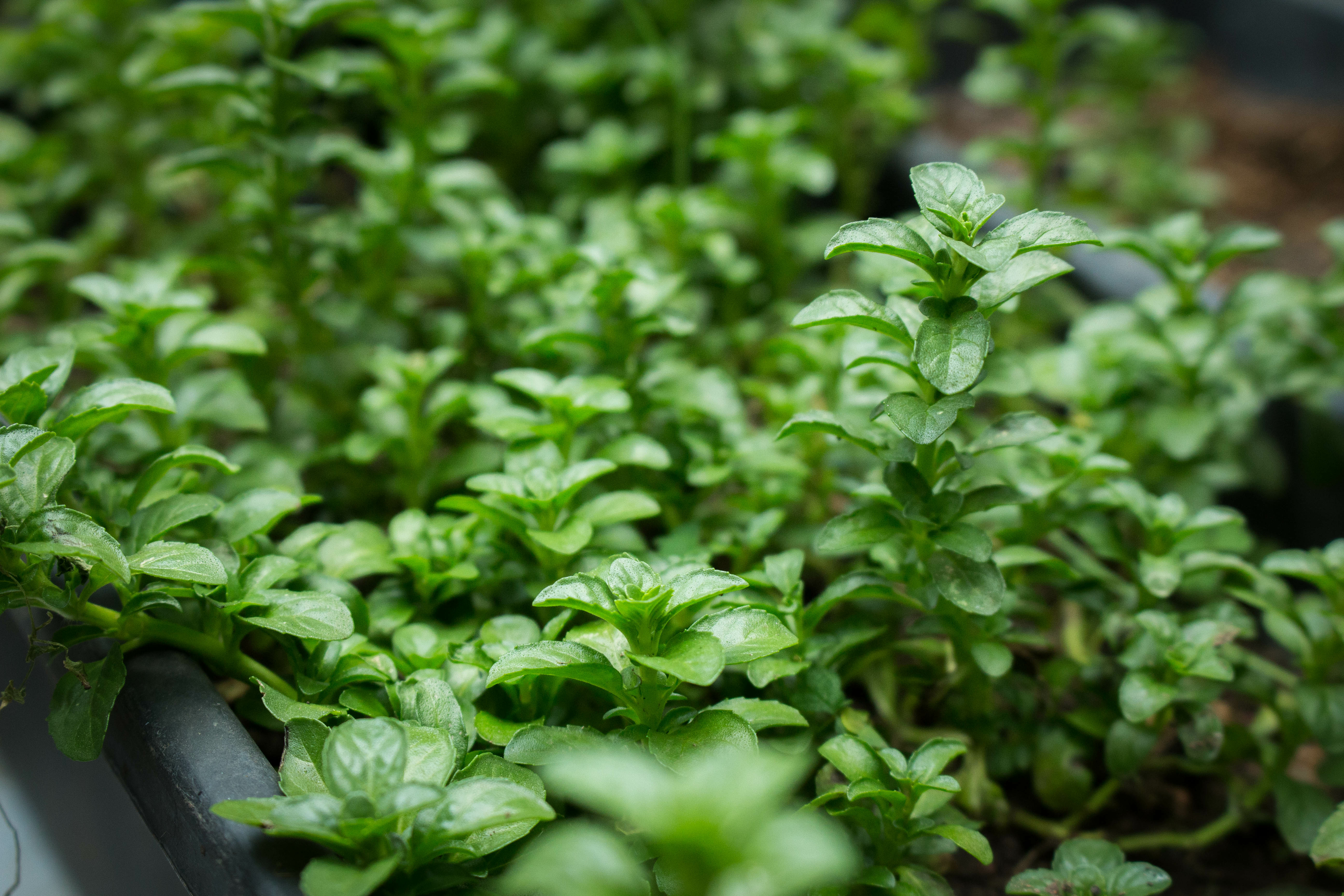 Guaco: O Poderoso Aliado Contra a Tosse e Gripe