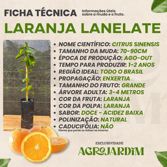 A influência da temperatura e umidade na produção de laranjas