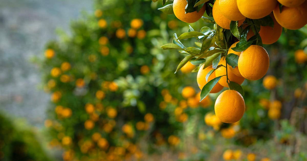 clima para laranjeira