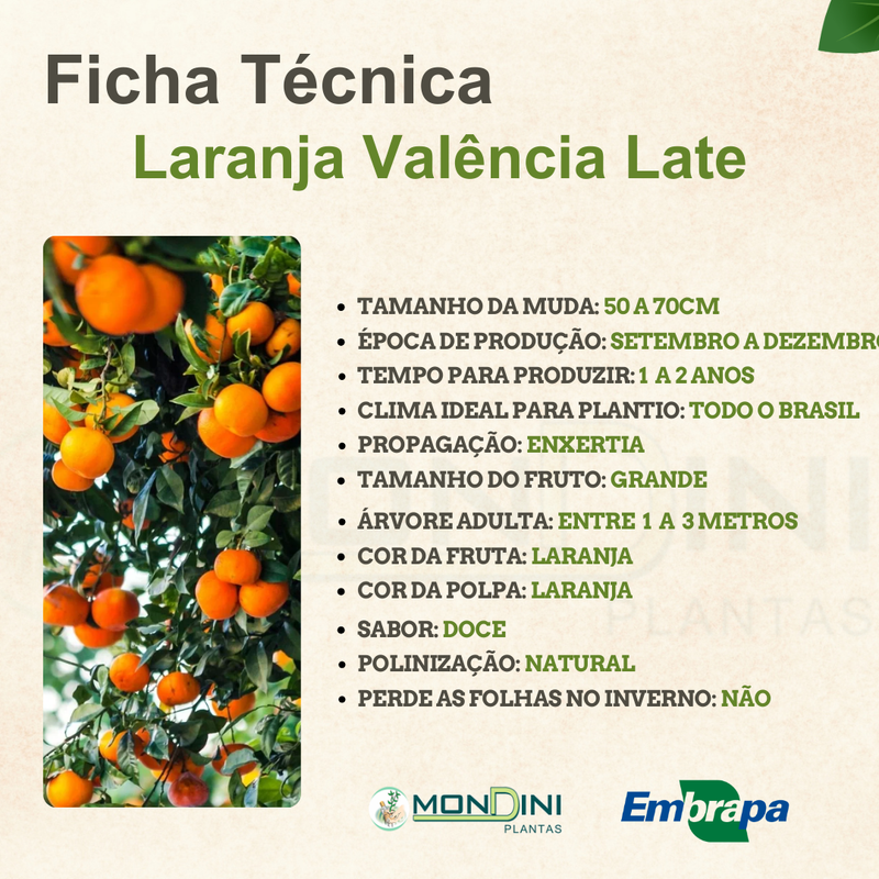 Doenças comuns da laranjeira: prevenção e tratamento