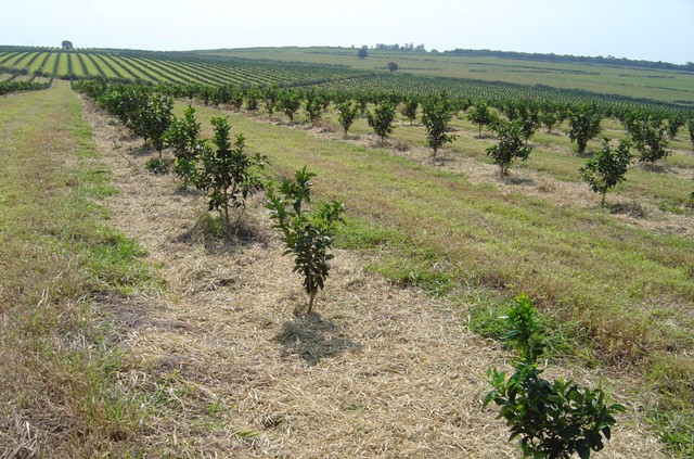 Guia Completo de Adubação para Citros: Combinando com Cobertura Morta