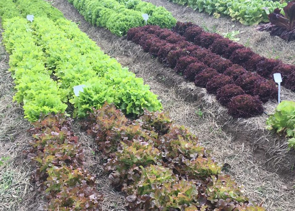 cobertura morta para citros