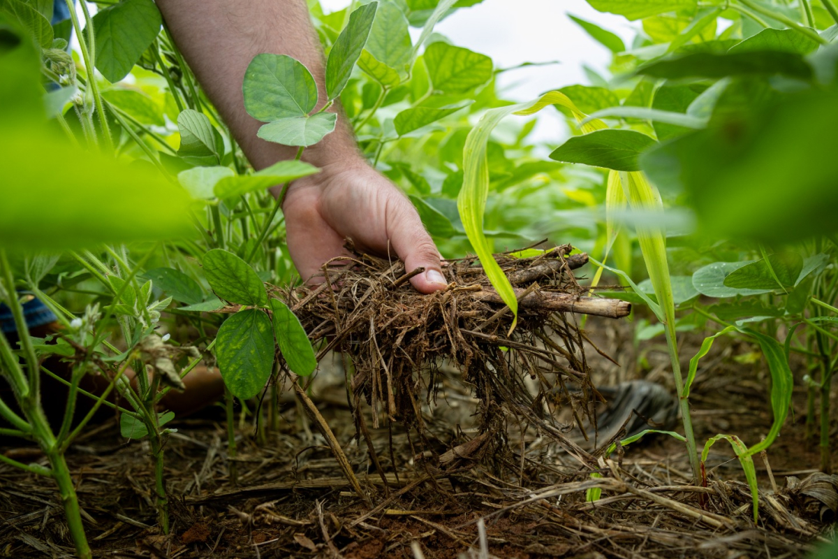 Cobertura Morta vs. Mulch Inorgânico: Qual a Melhor Opção para Seu Pomar?