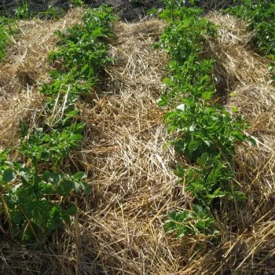 Os 5 Erros Mais Comuns na Aplicação de Cobertura Morta em Frutíferas