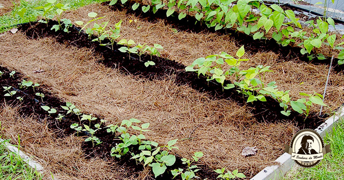 Guia Completo de Adubação para Citros: Combinando com Cobertura Morta