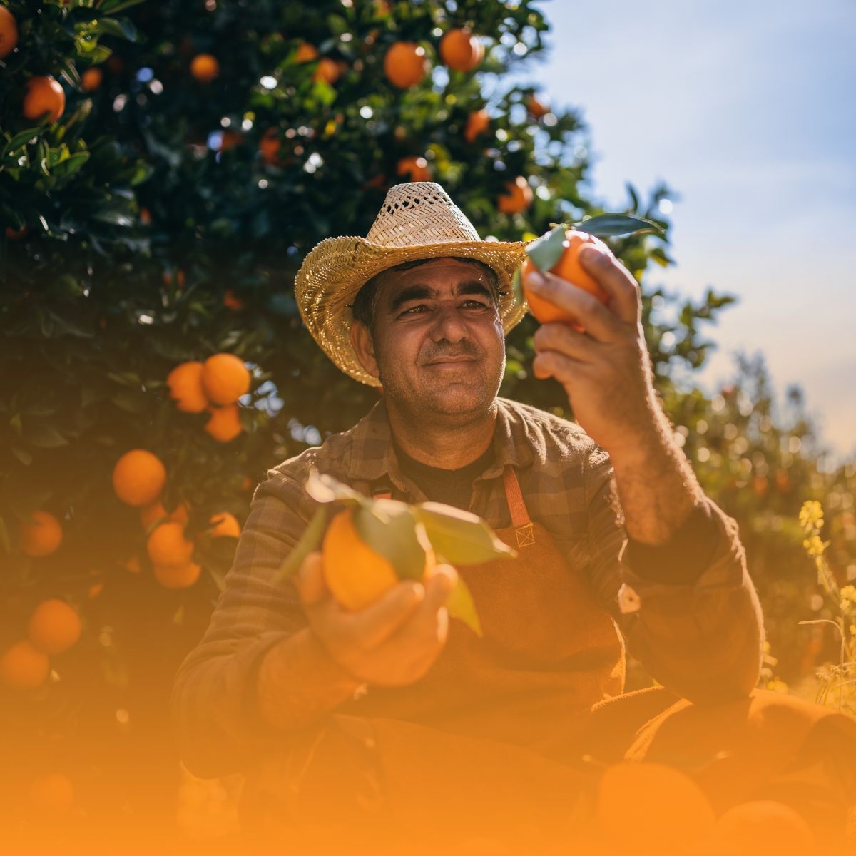 colher laranjas na chuva faz mal