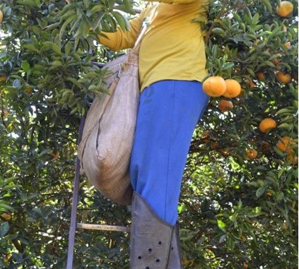 Como evitar o cancro cítrico em seu pomar de laranjas