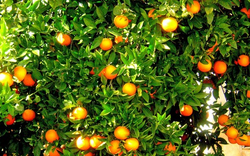 Os perigos da leptospirose para trabalhadores rurais