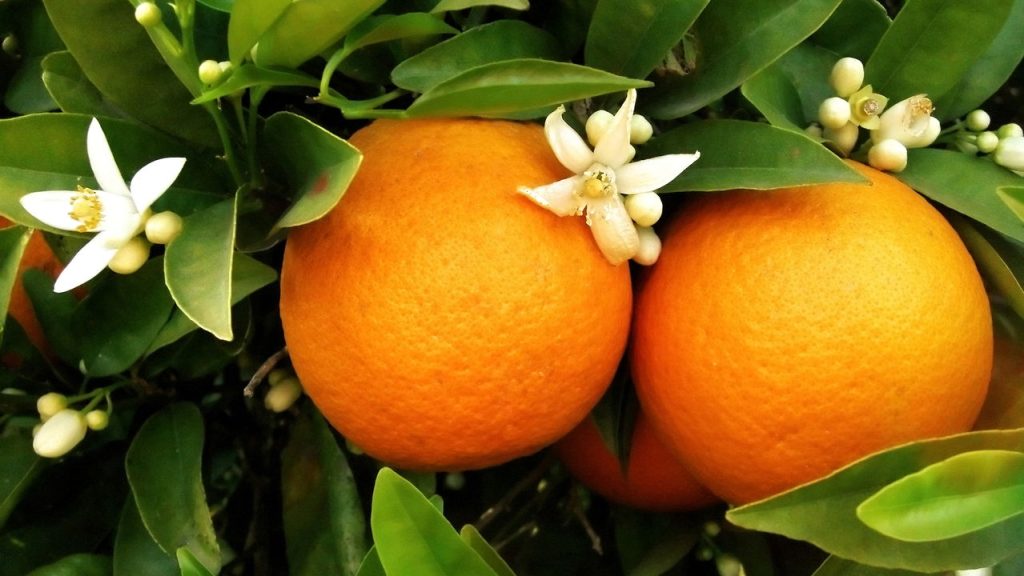 Como Proteger sua Laranjeira de Pragas e Doenças Comuns