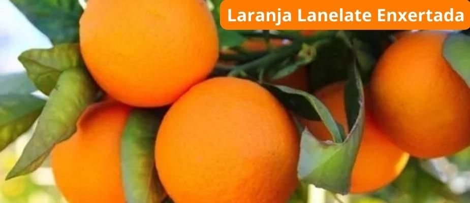 como acelerar crescimento laranjeira