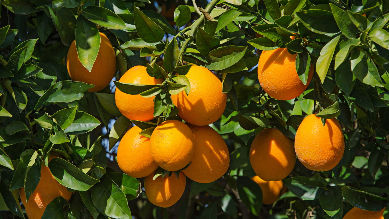 Guia Completo de Adubação para Laranjeiras: Escolha o NPK Certo