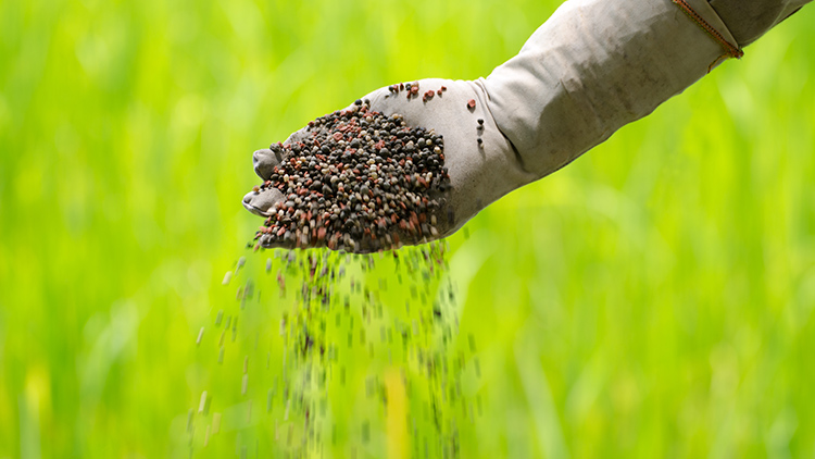 Guia Completo: Escolhendo o Adubo Ideal para Cada Tipo de Planta