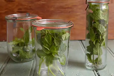 5 ideias de títulos:
1. Hortelã Fresca por Mais Tempo: Guia Completo de Conservação
2. Congelando Hortelã: A Melhor Forma de Preservar o Sabor
3. Geladeira vs. Congelador: Qual o Melhor Método para Sua Hortelã?
4. Dicas de Ouro para Higienizar e Armazenar Hortelã
5. Cubos de Gelo de Hortelã: Surpreenda em Sucos e Receitas