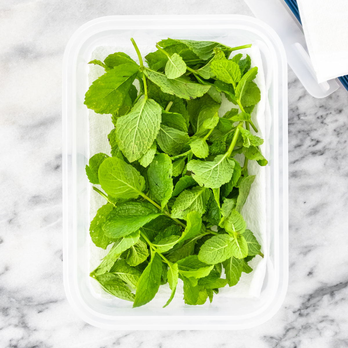 Como conservar hortelã fresca