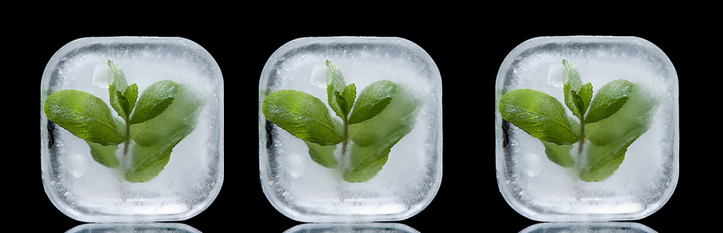 Como conservar hortelã fresca