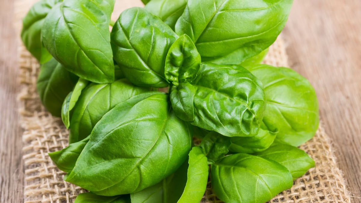 Manjericão Roxo vs. Manjericão Verde: Diferenças e Usos