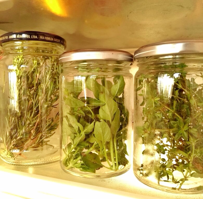 Guia Completo: Cultivando Manjericão em Vaso