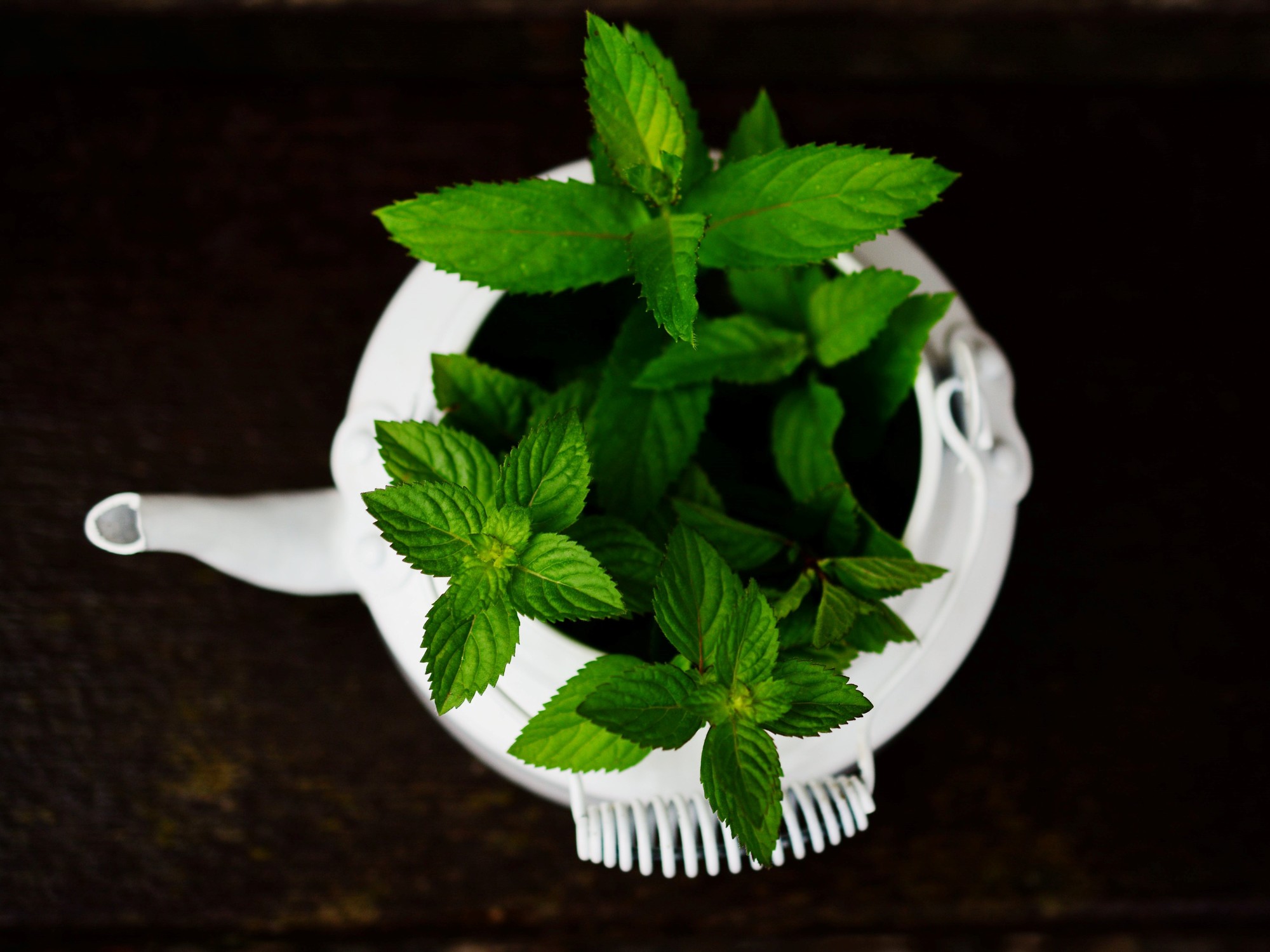 Como conservar menta fresca