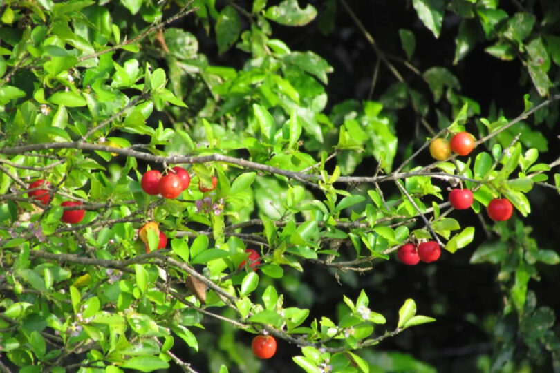 5 ideias de títulos:
1. Guia Completo: Como Cuidar de um Pé de Acerola para Colheitas Abundantes
2. Acerola Saudável: Os Segredos da Adubação e Poda Perfeitas
3. Sol