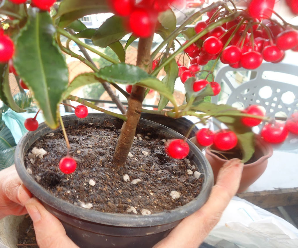 como cuidar de um pé de acerola