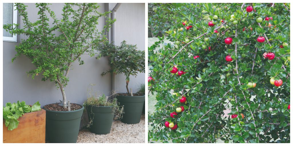 5 ideias de títulos:
1. Guia Completo: Como Cuidar de um Pé de Acerola para Colheitas Abundantes
2. Acerola Saudável: Os Segredos da Adubação e Poda Perfeitas
3. Sol