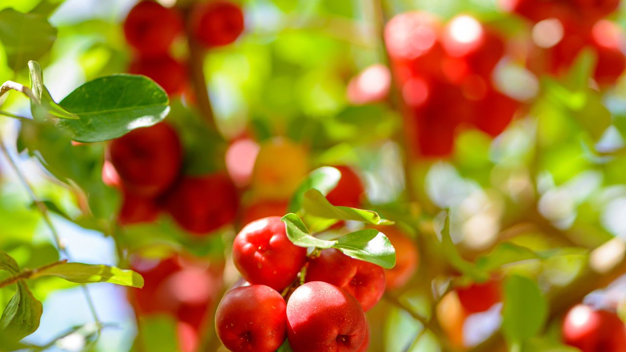 Água e Mais: Os 4 Pilares Essenciais para o Cultivo de Acerola
4. Resolvendo Problemas Comuns: Pragas e Doenças na Aceroleira
5. Acerola o Ano Todo: Dicas de Irrigação e Polinização para Frutificação Constante