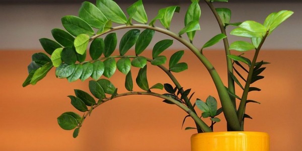 como cuidar de zamioculca