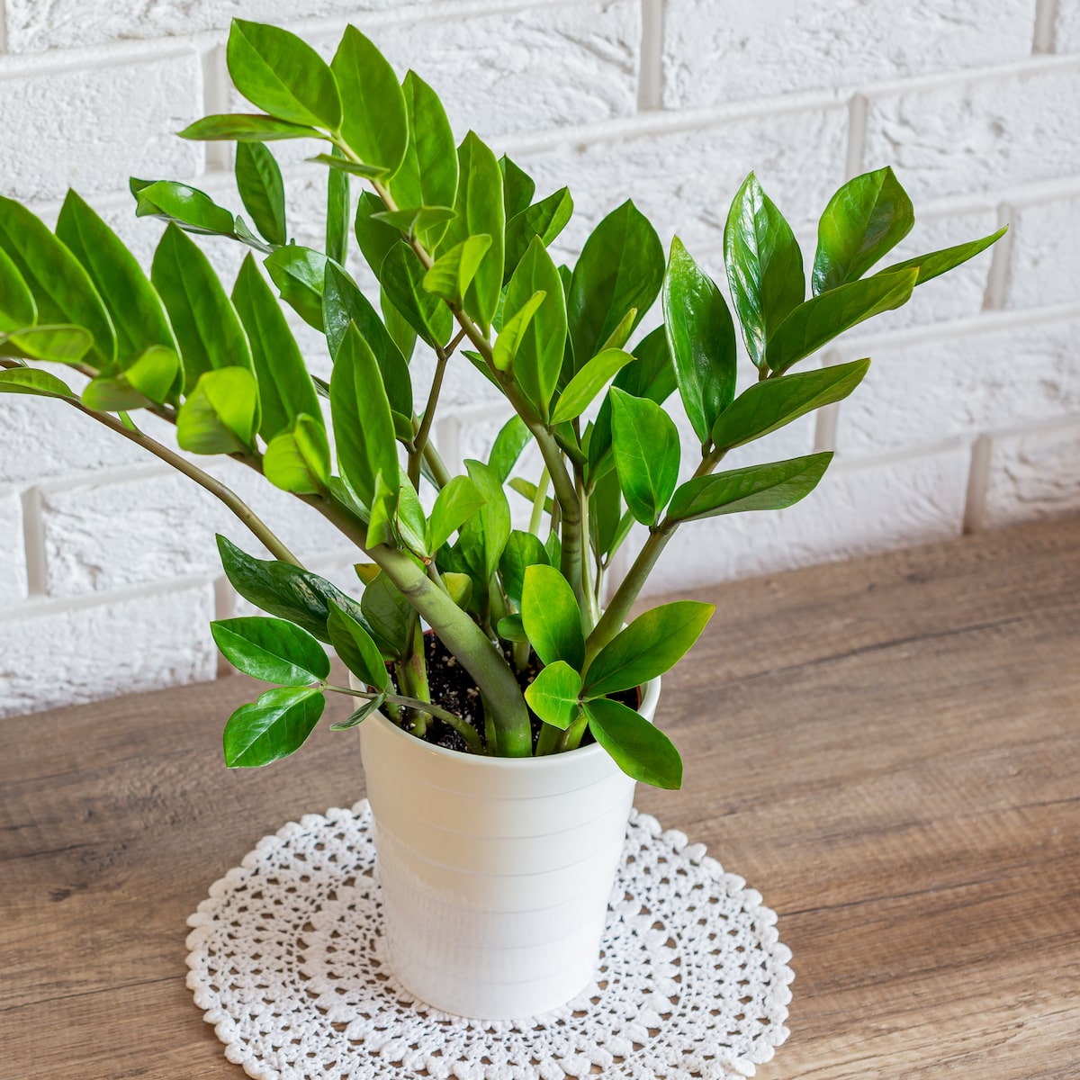 Os Erros Mais Comuns ao Cuidar da Zamioculca e Como Evitá-los