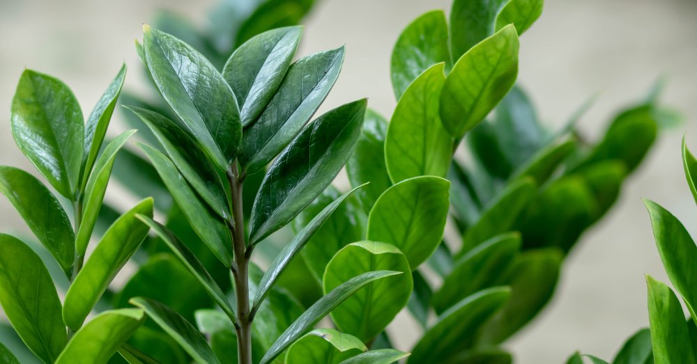 Zamioculca: Significado e Como Atrair Prosperidade com a Planta da Fortuna