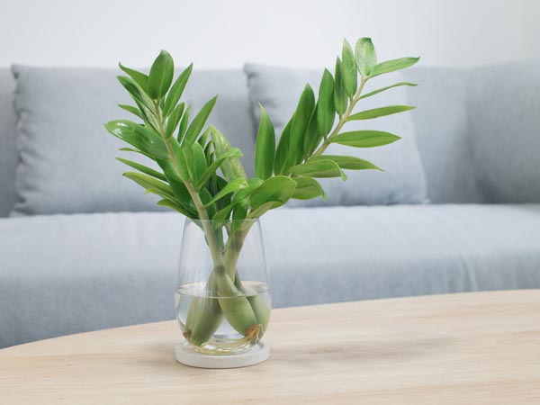 Melhores Adubos e Substratos para o Crescimento Saudável da Zamioculca