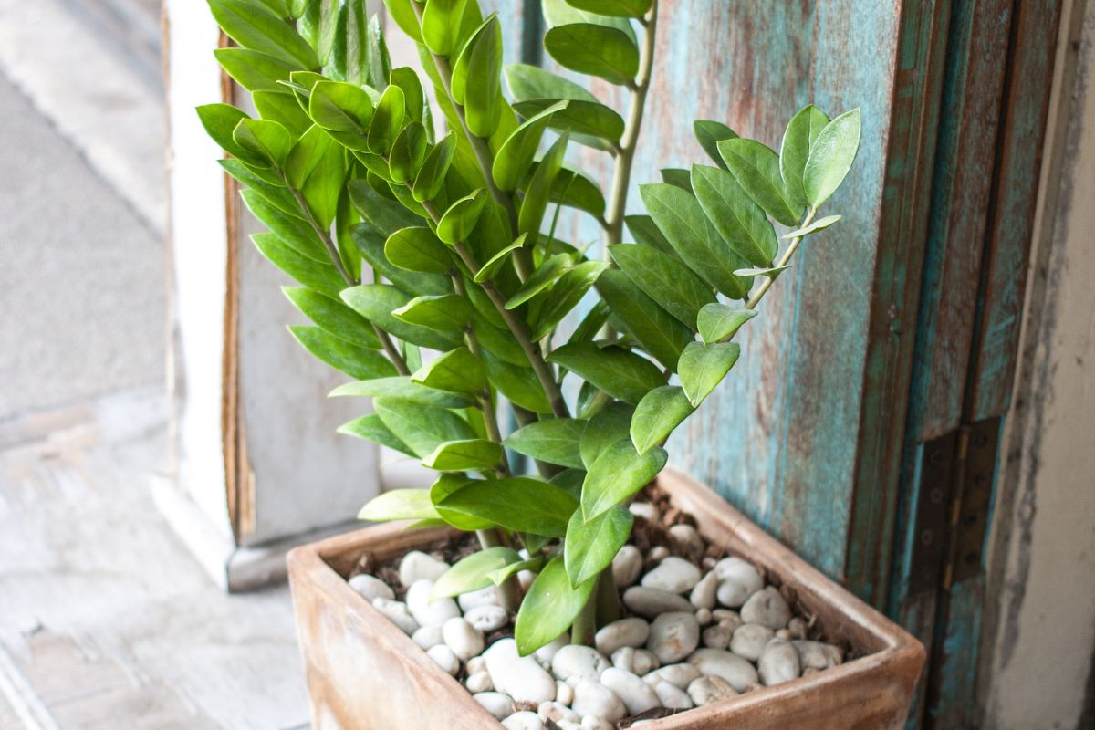 Os Erros Mais Comuns ao Cuidar da Zamioculca e Como Evitá-los