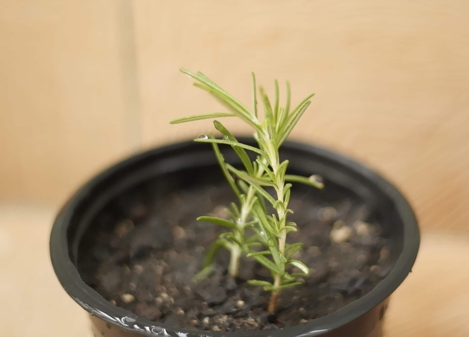 Os Melhores Vasos para Cultivar Alecrim em Apartamento