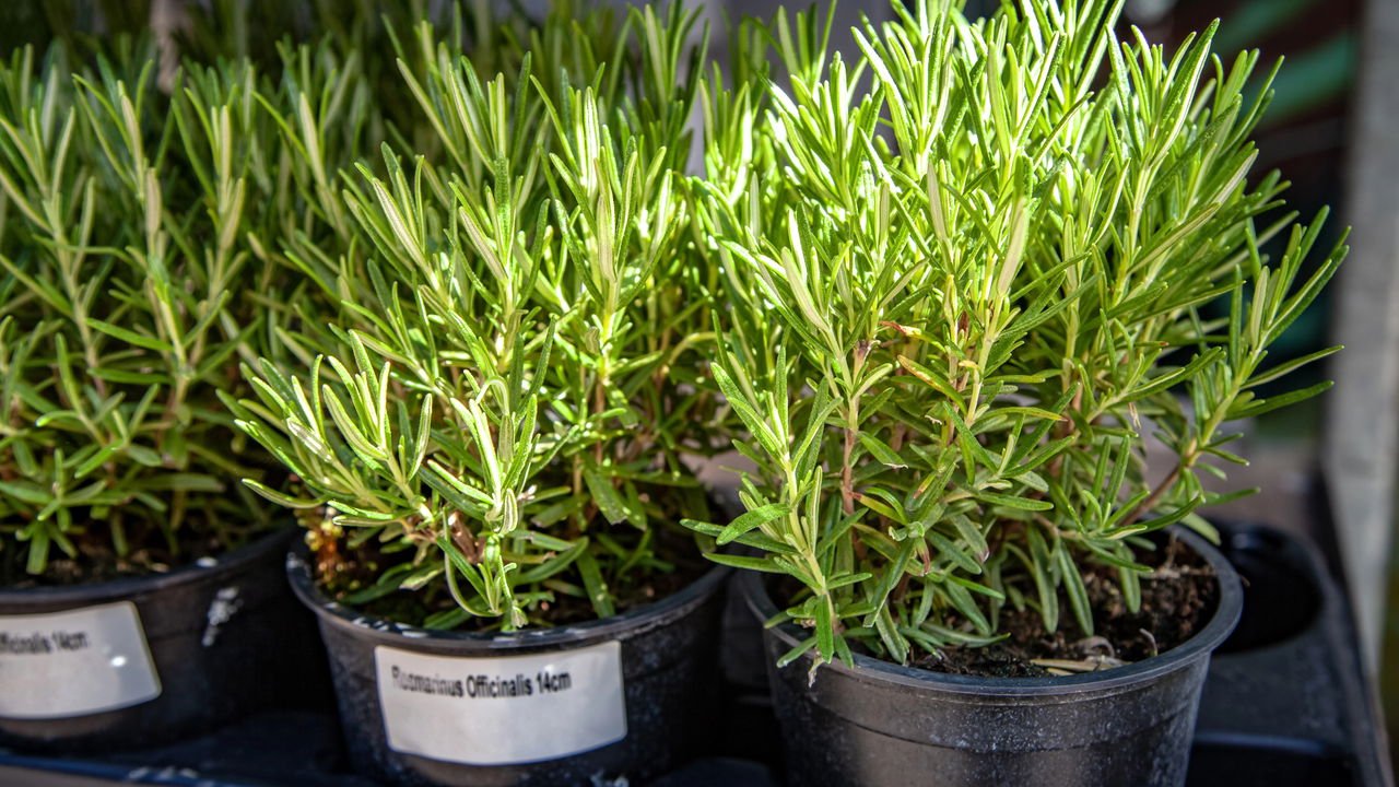 Alecrim: Benefícios e Usos Culinários Além do Cultivo