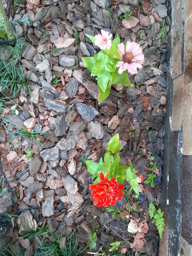 Solo e Rega Ideais
5. Ervas Aromáticas em Casa: Cultivando Dill sem Complicações