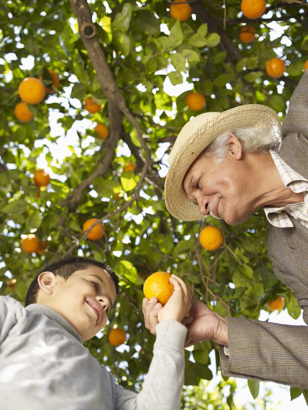 Os Benefícios da Poda na Lua Minguante para Plantas Frutíferas