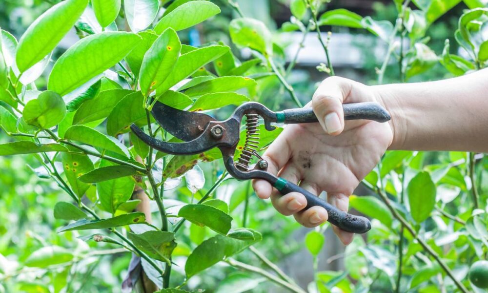como podar laranjeira