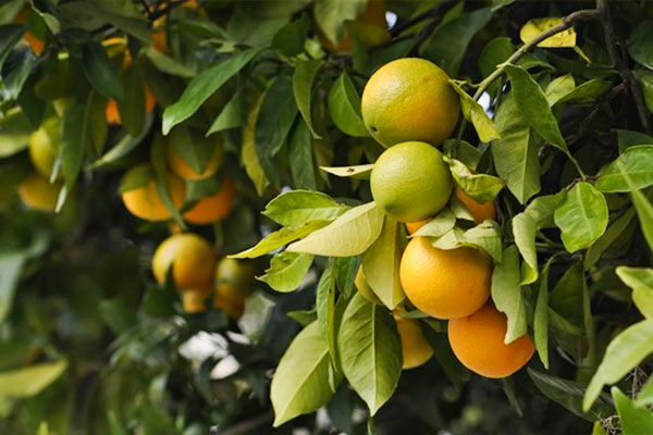 Guia completo das variedades de laranjas e seus usos