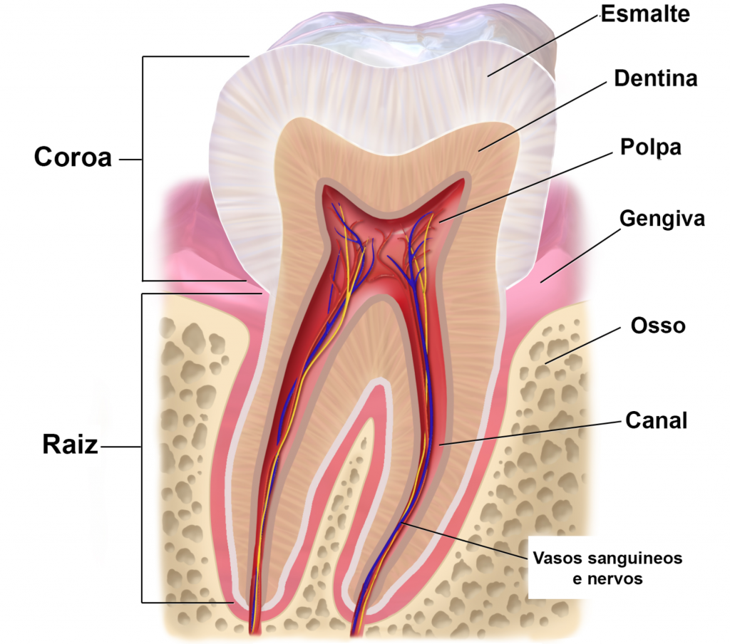 canal no dente vs implante qual o melhor