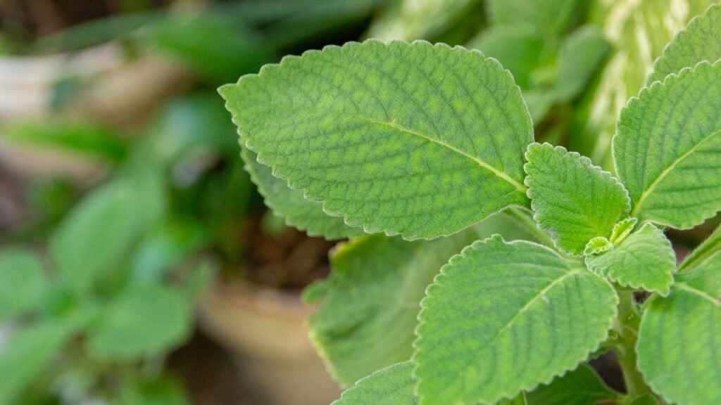 Curiosidades sobre a planta do boldo que voce nao imaginava