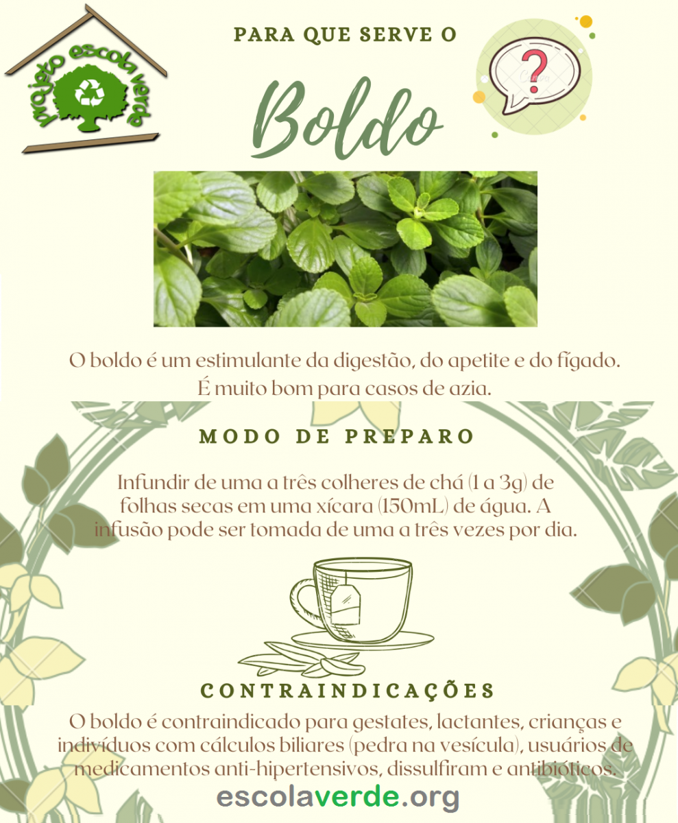 Como Cultivar Boldo de Jardim em Vasos: Guia Completo