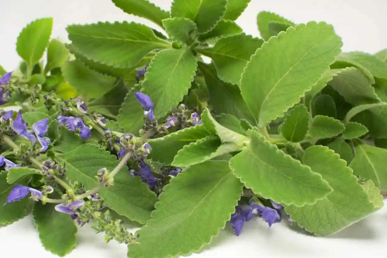 Chá de Boldo: Receita Correta e Dicas para Maximizar Benefícios