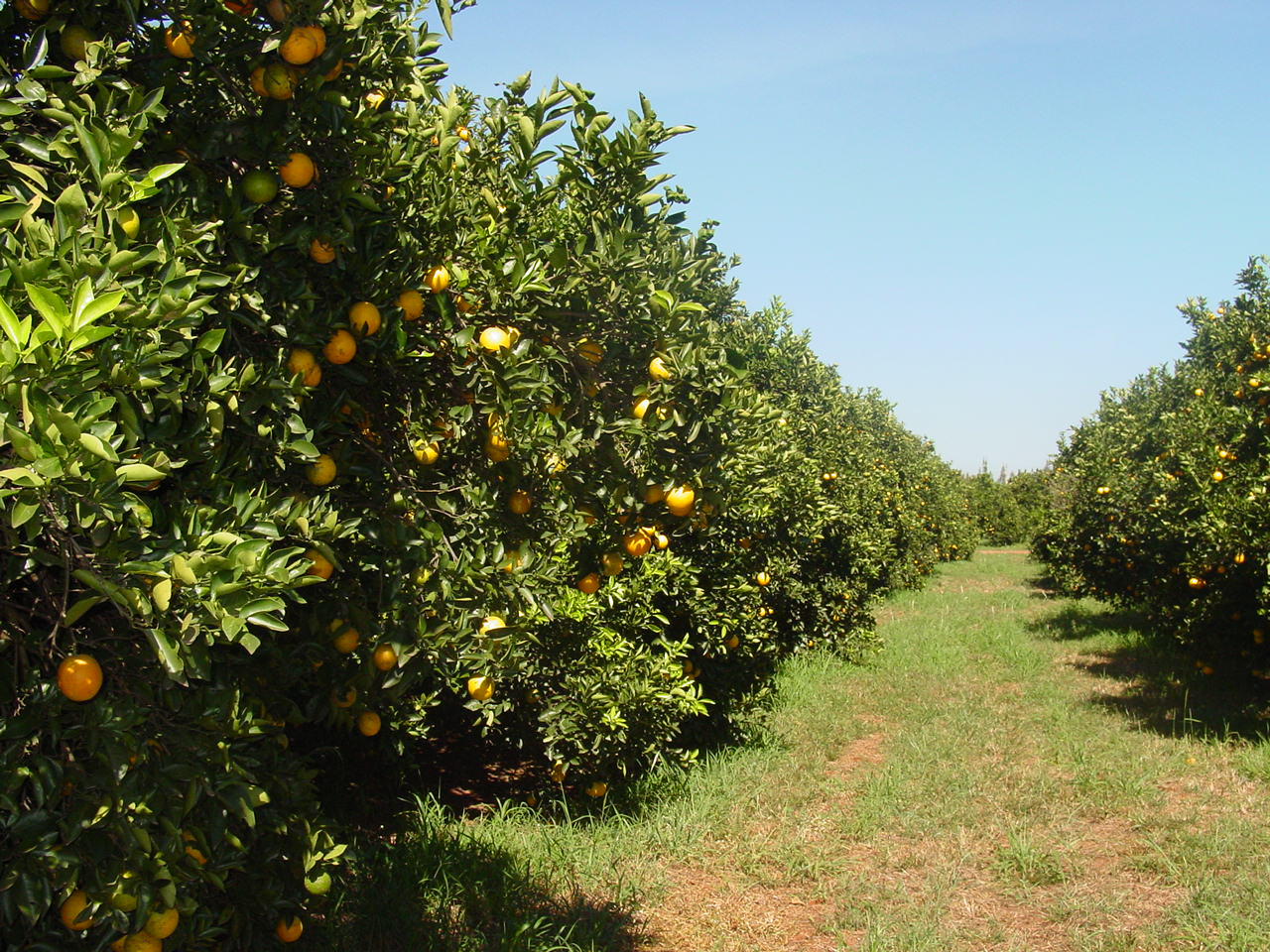 5 ideias de títulos:
1. Custo de Implantação de Citros: Guia Completo para 2025/26
2. Sequeiro vs. Irrigado: Qual o Custo Real de um Hectare de Laranjas?
3. Greening e Insumos: Como a Alta de Custos Afeta a Citricultura
4. Desmistificando o Investimento: Composição dos Custos de um Pomar de Laranjas
5. Planejamento Financeiro para Citricultores: Custos e Período de Carência
