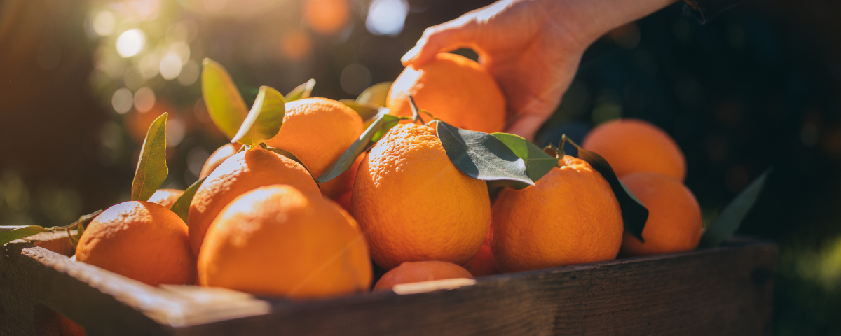 custo de implantação de um hectare de citros