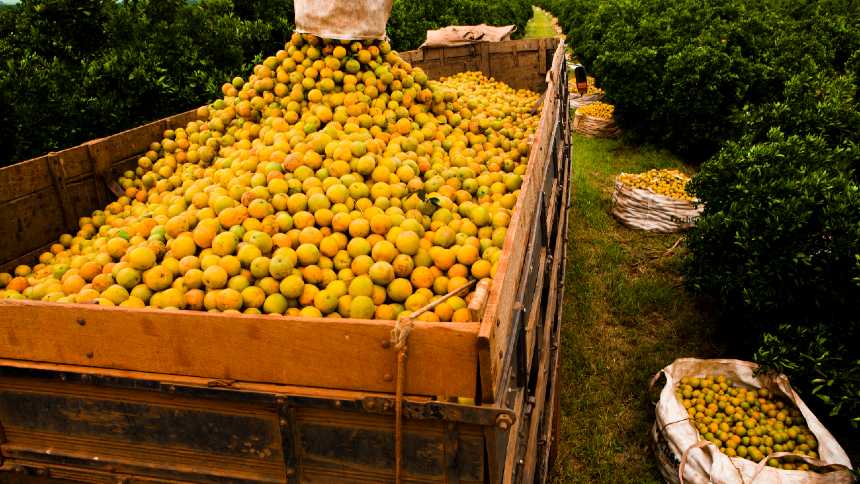 custo de implantação de um hectare de citros