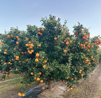 5 ideias de títulos:
1. Custo de Implantação de Citros: Guia Completo para 2025/26
2. Sequeiro vs. Irrigado: Qual o Custo Real de um Hectare de Laranjas?
3. Greening e Insumos: Como a Alta de Custos Afeta a Citricultura
4. Desmistificando o Investimento: Composição dos Custos de um Pomar de Laranjas
5. Planejamento Financeiro para Citricultores: Custos e Período de Carência