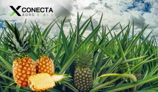 5 ideias de títulos:
1. Custo de Implantação de Citros: Guia Completo para 2025/26
2. Sequeiro vs. Irrigado: Qual o Custo Real de um Hectare de Laranjas?
3. Greening e Insumos: Como a Alta de Custos Afeta a Citricultura
4. Desmistificando o Investimento: Composição dos Custos de um Pomar de Laranjas
5. Planejamento Financeiro para Citricultores: Custos e Período de Carência