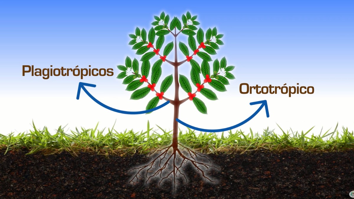 Guia Completo: Poda de Formação e Produção em Laranjeiras