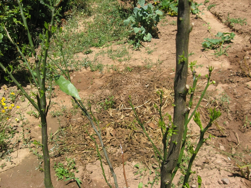 Ferramentas Essenciais para a Poda de Laranjeiras: Escolha Certa