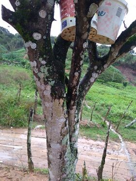 Maximizando a Produção de Laranjas: Além da Desbrota