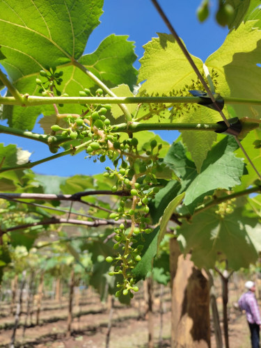 A Influência da Lua na Poda de Frutíferas: Mitos e Verdades
